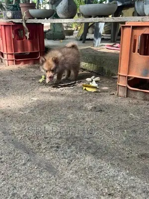 Pommeriyan Puppies