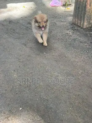 Pommeriyan Puppies