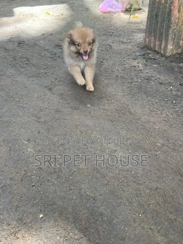 Pommeriyan Puppies