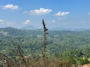 Lands for sale in Nillamba