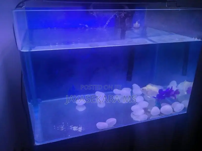 Fish Tank