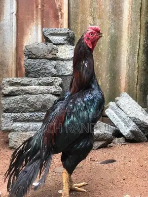 Parrot Beak Rooster