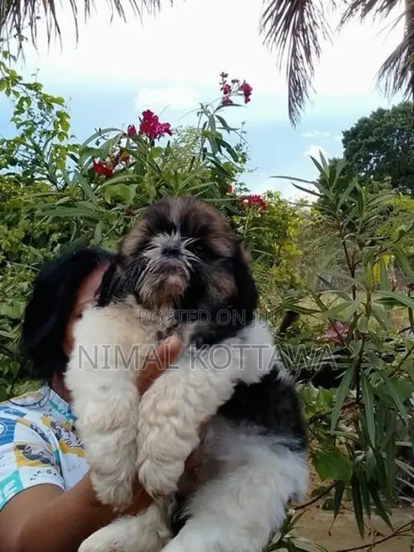 Shih Tzu Puppy