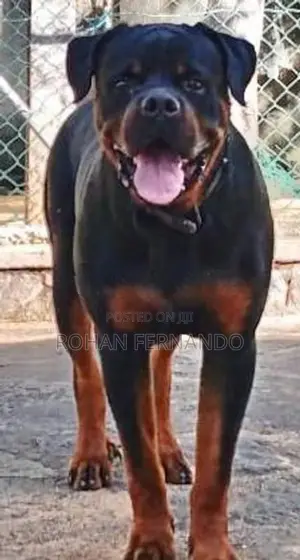 Rottweiler Puppy