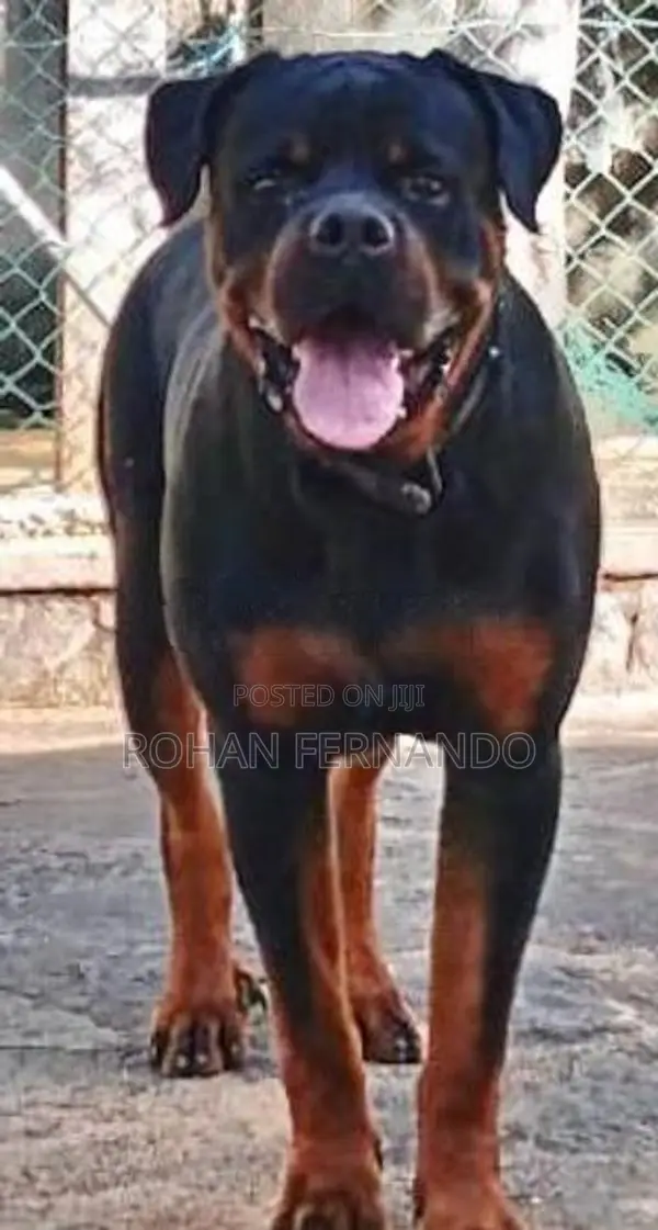Rottweiler Puppy