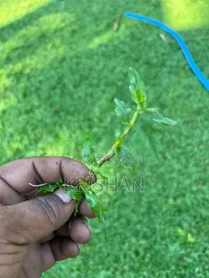 මැලේසියන් තණකොළ