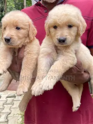 golden retriever puppies