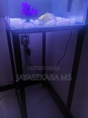 Fish Tank