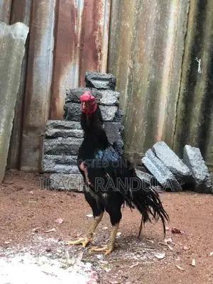 Parrot Beak Rooster