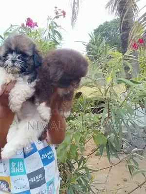 Shih Tzu Puppy