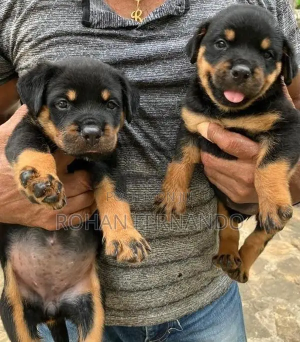 Rottweiler Puppy