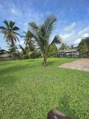 මැලේසියන් තණකොළ