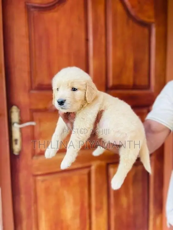golden retriever puppies