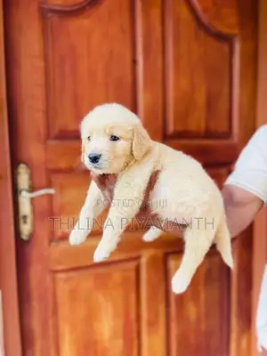 Golden Retriever Puppies