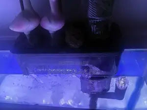 Fish Tank