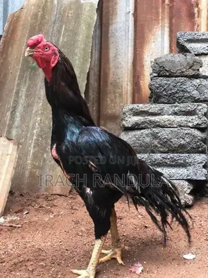 Parrot Beak Rooster