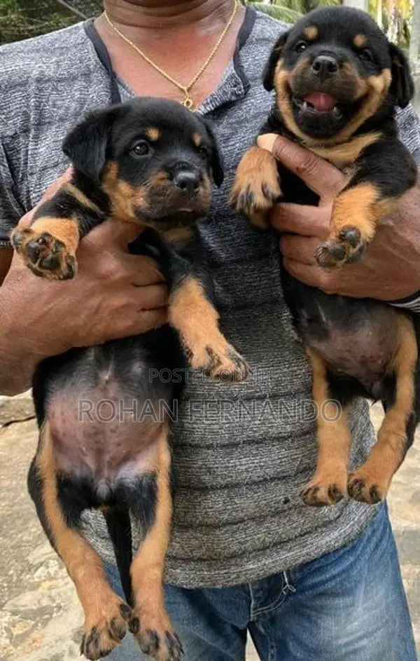 Rottweiler Puppy