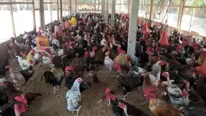 Country Chicks