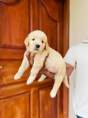 golden retriever puppies