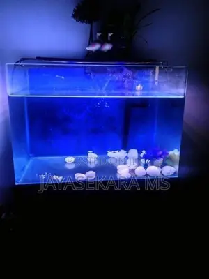 Fish Tank