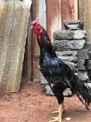 Parrot Beak Rooster