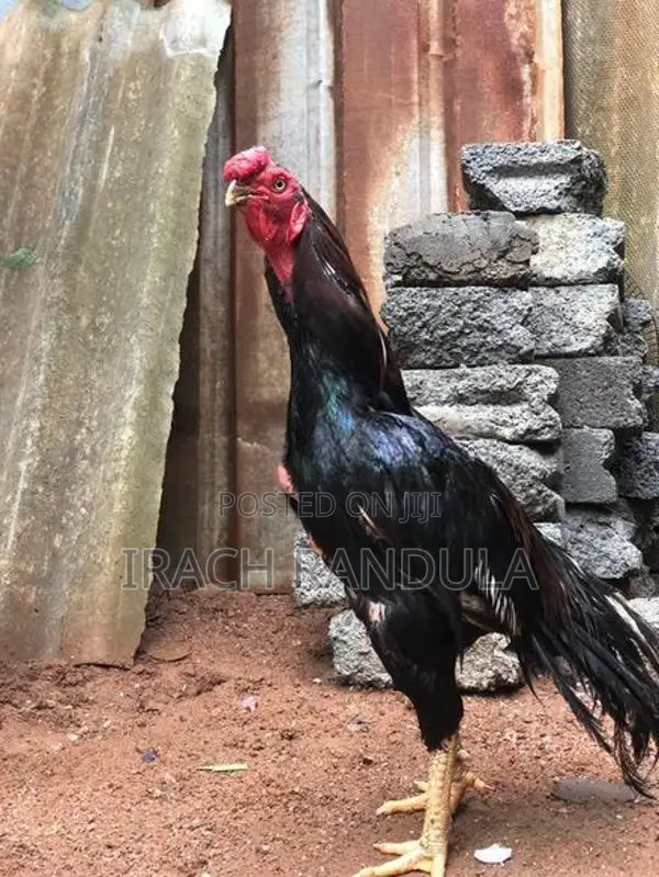 Parrot Beak Rooster