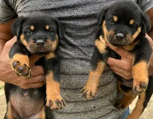 Rottweiler Puppy