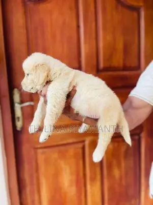 golden retriever puppies