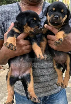 Rottweiler Puppy