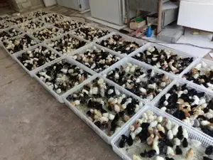 Country Chicks