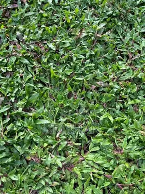 මැලේසියන් තණකොළ