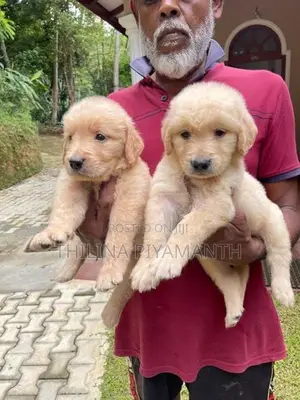 golden retriever puppies