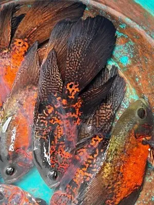Oscar fish