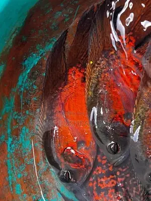 Oscar fish