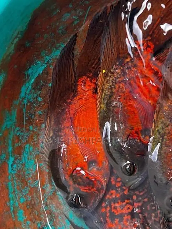 Oscar fish