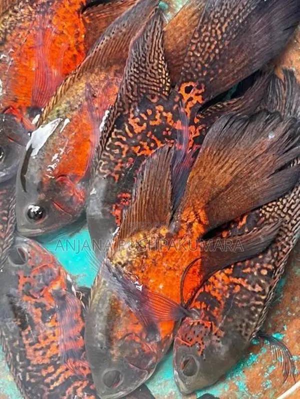 Oscar fish