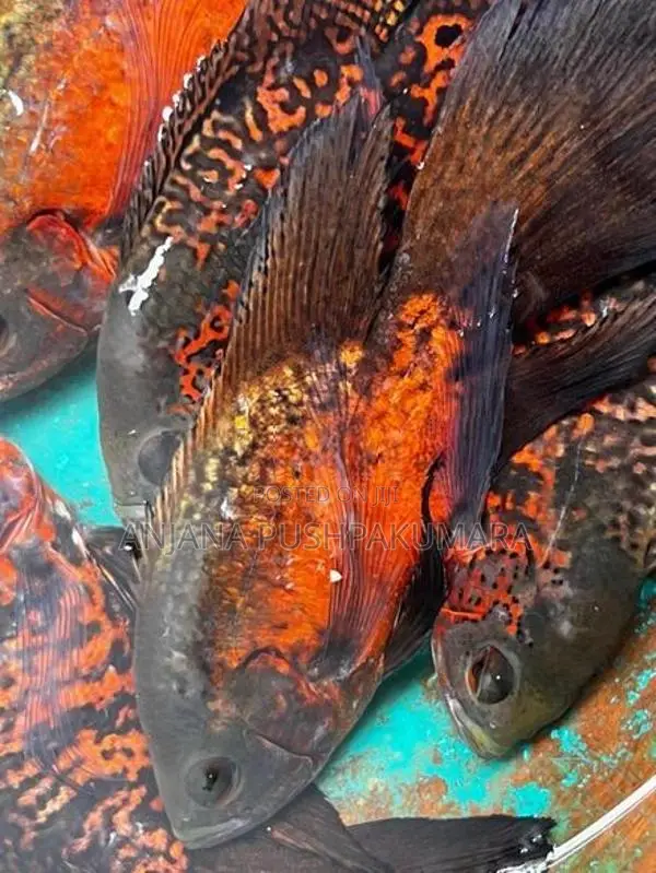 Oscar fish