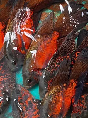Oscar fish