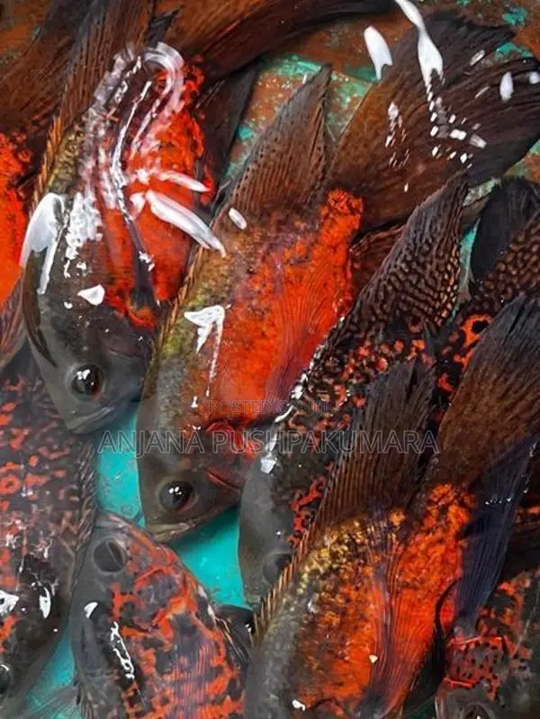 Oscar fish