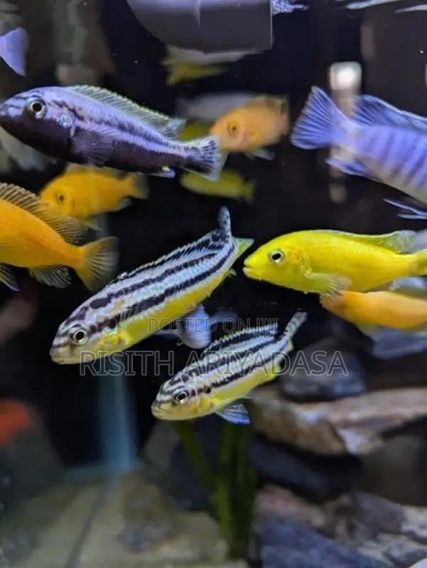 Malawi Fish