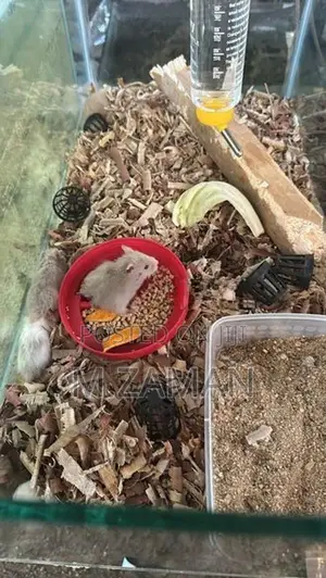 Hamster