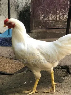 Rooster