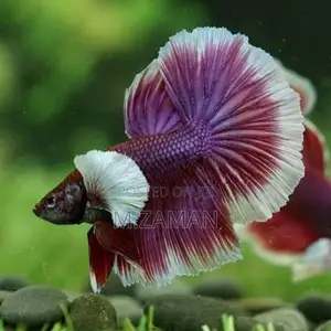 Fighter Fish