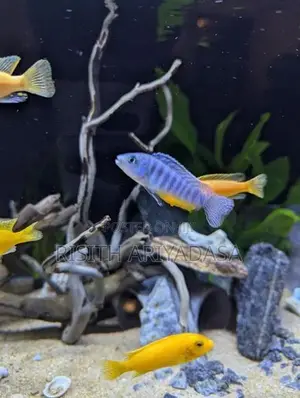 Malawi Fish