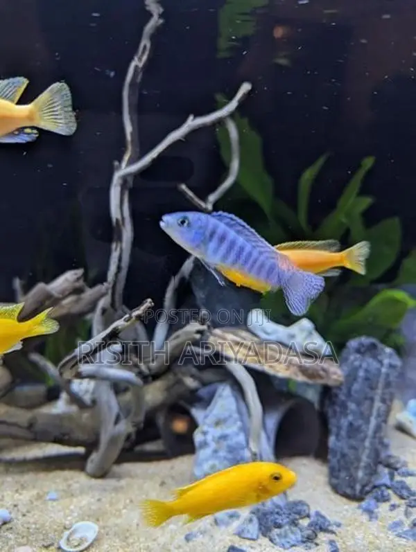 Malawi Fish