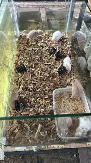 Hamster