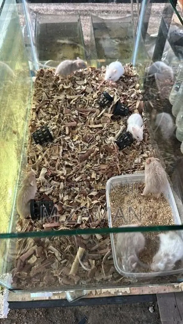 Hamster