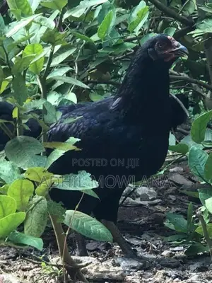 Rooster