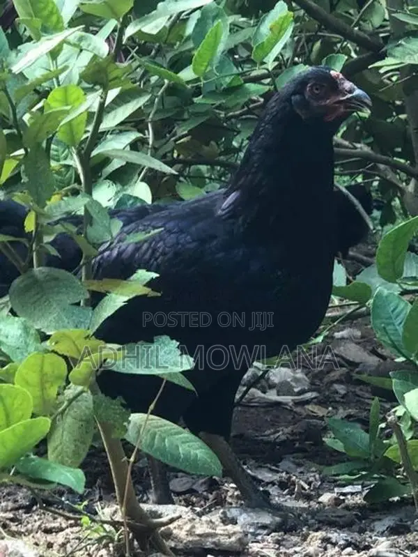 Rooster