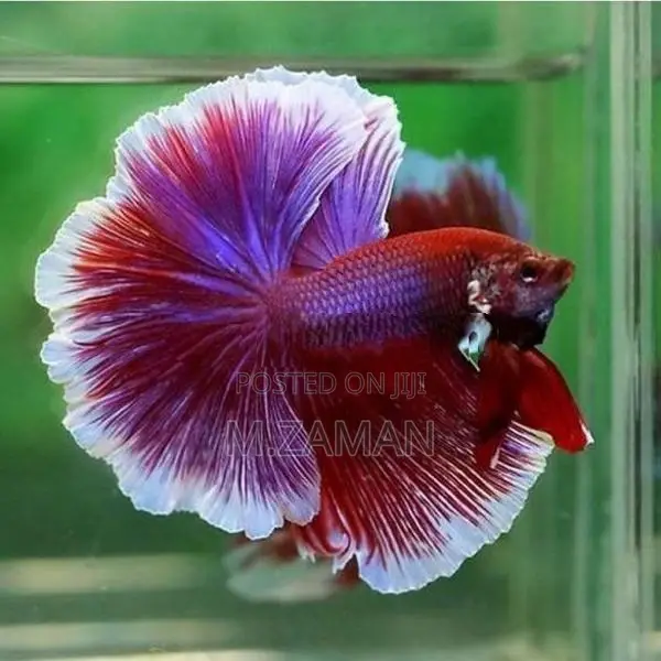 Fighter Fish